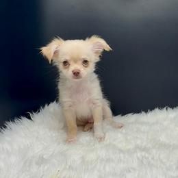 Frodo - Cream and white male Chihuahua puppy in Simpsonville, South Carolina from N&T's Chihuahuas