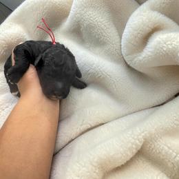 Bernedoodle, Cavapoo, Goldendoodle, Miniature Schnauzer, and Poodle Puppies from Pet Inn Xxweetdoodles