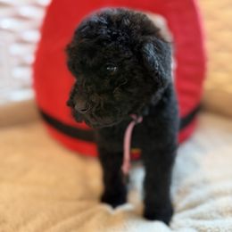 Amy Mitchell - Black female Goldendoodle puppy in Houston, Texas from Were The Mack'Doodles