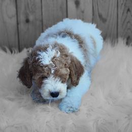 Ivan - Goldendoodle puppy from Shelby Doodles