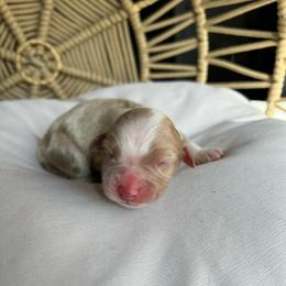 Anna - Red merle female Australian Shepherd puppy in Grants Pass, Oregon from Carmel Mountain Aussies