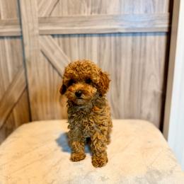EEyore - Red  male Goldendoodle puppy in Bells, Texas from Partridge Doodles and Poodles