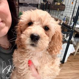 Pixie - Cream female Cockapoo puppy in Denver, Pennsylvania from Greenview Puppies