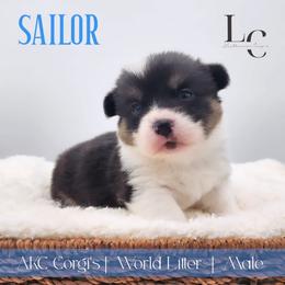 Sailor - Black and tan male Pembroke Welsh Corgi puppy in Pine Village, Indiana from NL Horsemanship