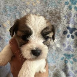 Purple collar - Liver and white female Shorkie puppy in Staten Island, New York from Sensational Shorkies
