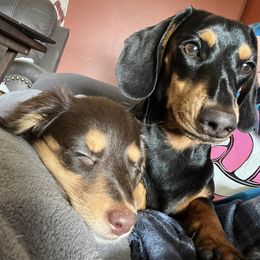 Dachshunds from EB's Cajun Lil' Doxies