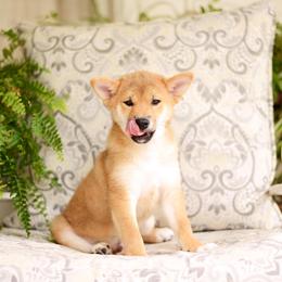 Natsumi Import Sired Full AKC - Red male Shiba Inu puppy in Neosho, Missouri from Sunny Terrace Shibas