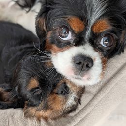 Cavalier King Charles Spaniel Puppies from The Kings Cavaliers