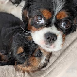 Cavalier King Charles Spaniel Puppies from The Kings Cavaliers