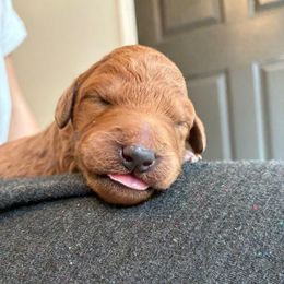 Rudolph - Red  male Goldendoodle puppy in South Fulton, Georgia from Golden Paws Farm