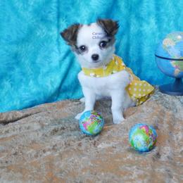 Sunny - Black and white female Chihuahua puppy in Bois D Arc, Missouri from Carsten's Chihuahuas
