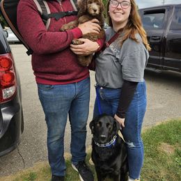 Double Doodle and Goldendoodle Puppies from Bert's Doodles