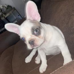 French Bulldogs from Jennifer's Frenchies