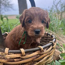Green Boy - Red  male Goldendoodle puppy in Denison, Iowa from Violet View Iowa Goldendoodles