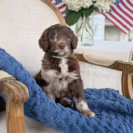 Lincoln - Merle male Goldendoodle puppy in Nashville, Tennessee from Hilton Doodles