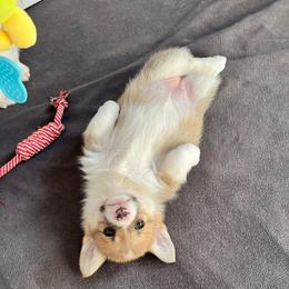 Bluey - Red female Pembroke Welsh Corgi puppy in Goldthwaite, Texas from Everlove Pembroke Welsh Corgis