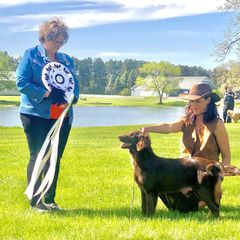 Regina Elizabeth - Flat-Coated Retriever