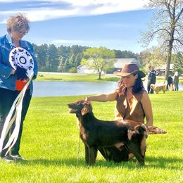 Regina Elizabeth - Flat-Coated Retriever