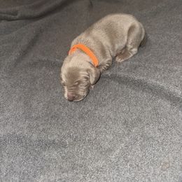 Girl 1 - Silver gray female Weimaraner puppy in Spartanburg, South Carolina from Palmetto State Weimaraners