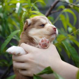 Matcha - Red and white male Pomsky puppy in Trenton, Texas from Blissful Paws Pomskies