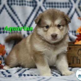 Aquarius - Red and white female Alaskan Malamute puppy in Kingston, Tennessee from North Shore Alaskan Malamutes
