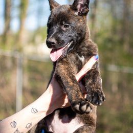 Dutch Shepherd Puppies from Faberge Hollandse Herdershond