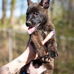 Dutch Shepherd Puppies from Faberge Hollandse Herdershond