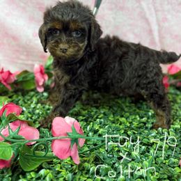 Fay choc tan girl - Brown and tan female Cockapoo puppy in Haines City, Florida from Camic Cockapoos