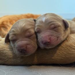 Golden Retriever puppies from Journey Bound Goldens