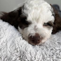 Boy 1 - Parti Poodle puppy in Stuart, Florida from AKC/Excellent + Good OFA Sweet Delightful Poodles