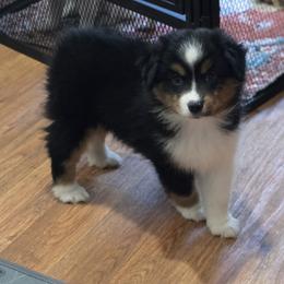 Girl 1 - Black tri female Miniature Australian Shepherd puppy in Ola, Arkansas from Peaceful Acres