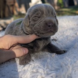 Green Boy - Beige male Newfoundland puppy in Independence, Missouri from K & L Ranch