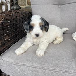 Leo - Grey and white male Bernedoodle puppy in Holtwood, Pennsylvania from Country Ridge Puppies