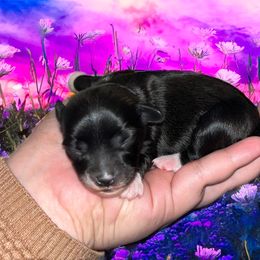 Kam - Blue male Chinese Crested puppy in Brooksville, Florida from Ariella Standard Poodles & Chinese Cresteds