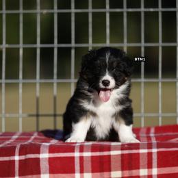 BTM1 - Black tri-color male Australian Shepherd puppy in Warm Springs, Georgia from Out West Aussies