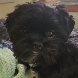 Vader.  Darth Vader - Shih Tzu