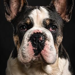 Kai - French Bulldog