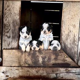 Australian Cattle Dog Puppies from Tri Star Heelers