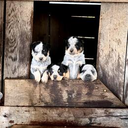 Australian Cattle Dog Puppies from Tri Star Heelers