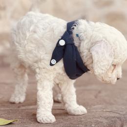 Goldendoodle and Poodle Puppies from Doodle Puppy Parti