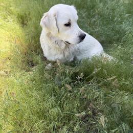 Millie - Golden Retriever