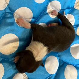 Boy 6 - Black male Italian Greyhound puppy in North Carolina from Celtic Sighthounds