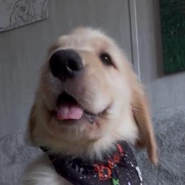 Mr Black- Boo - Golden male Golden Retriever puppy in Umatilla, Florida from AT Marvelous Kennels (AKA AT Marvelous Pet Services)