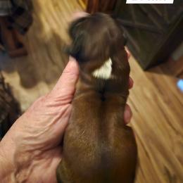 Brian - Sable male Tibetan Terrier puppy in Dorena, Oregon from West Coast Tibetans