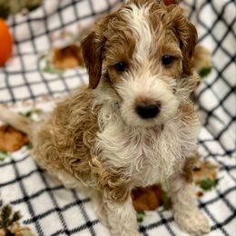 DUKE - Parti male Goldendoodle puppy in Maricopa, Arizona from AZ Designer Goldendoodles