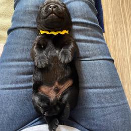 Labrador Retriever Puppies from Elsmere Labradors