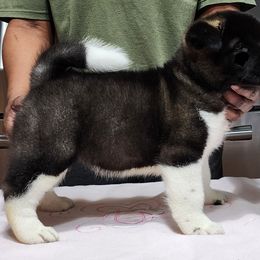 Akita Puppies from Magnolia Akitas