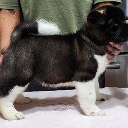 Akita Puppies from Magnolia Akitas