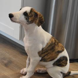 FOMO - White and red brindle male Whippet puppy in Mechanicsville, Virginia from Surrey Hill Whippets