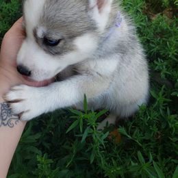 Purple - Gray and white female Siberian Husky puppy in Mccool Junction, Nebraska from Sininger Lagoon